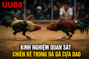 Kinh nghiệm quan sát chiến kê trong Đá Gà Cựa Dao
