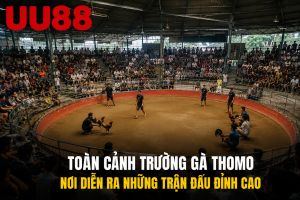 Toàn cảnh trường gà Thomo với nhiều chiến kê chuẩn bị thi đấu